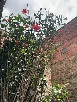 Emily_Gomezz live now